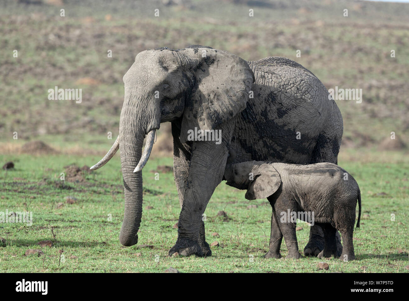 L'éléphant africain (Loxodonta africana), lait pour bébé de sa mère. Masai-Mara Game Reserve, Kenya. Banque D'Images