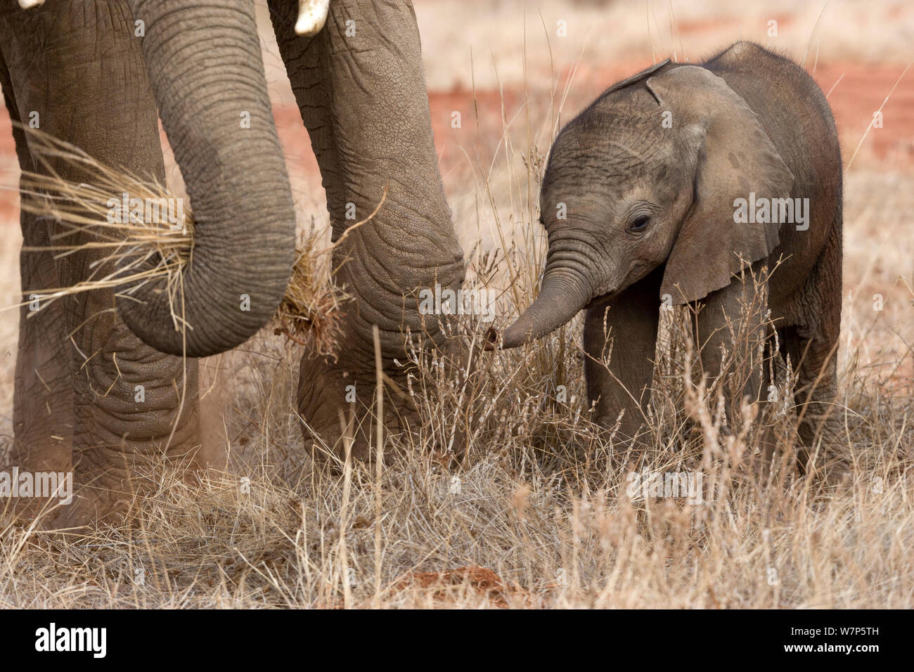 L'éléphant africain (Loxodonta africana), bébé à côté de sa mère. Tsavo East National Park, Kenya. Banque D'Images