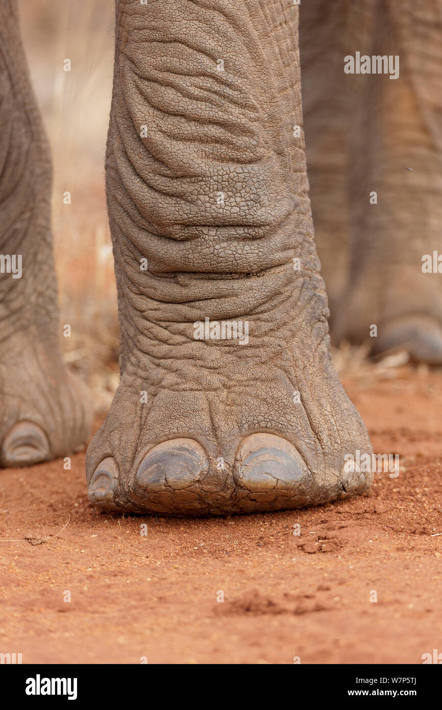L'éléphant africain (Loxodonta africana), close-up du pied. Tsavo East National Park, Kenya. Banque D'Images