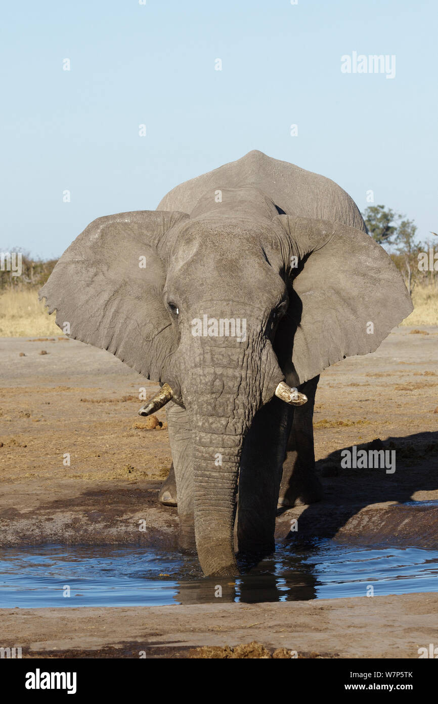 L'éléphant africain (Loxodonta africana), homme d'alcool. Le parc national de Chobe, Savuti area, le Botswana. Banque D'Images