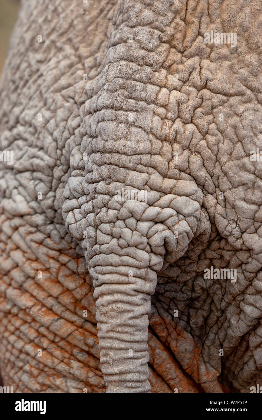 L'éléphant africain (Loxodonta africana), close-up de la peau autour de la queue. Tsavo East National Park, Kenya. Banque D'Images