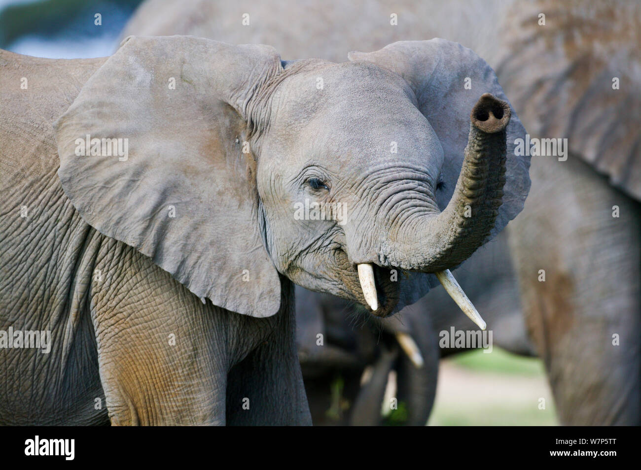L'éléphant africain (Loxodonta africana) odeur juvénile l'air. Masai-Mara Game Reserve, Kenya. Banque D'Images