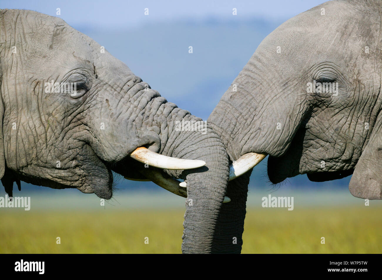 L'éléphant africain (Loxodonta africana), les hommes de tête alors qu'hed combats. Masai-Mara Game Reserve, Kenya. Banque D'Images