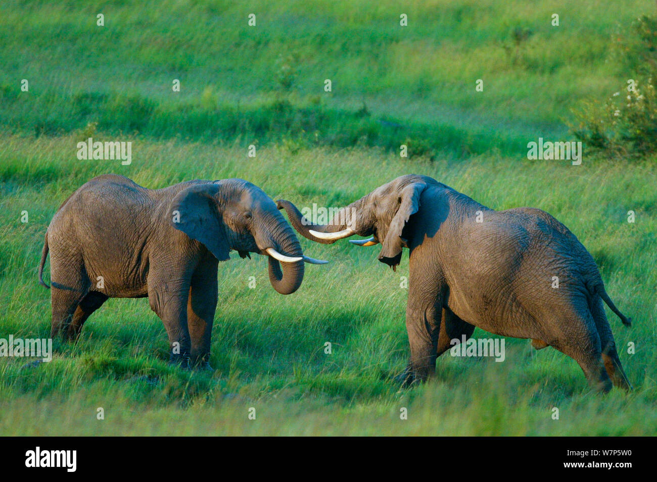 L'éléphant africain (Loxodonta africana), les mâles se battre. Masai-Mara Game Reserve, Kenya. 3 Séquence de 4. Banque D'Images
