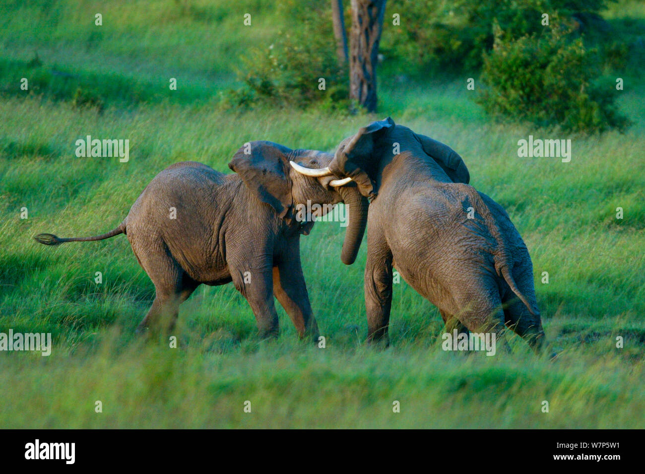 L'éléphant africain (Loxodonta africana), les mâles se battre. Masai-Mara Game Reserve, Kenya. La séquence 4 de 4. Banque D'Images