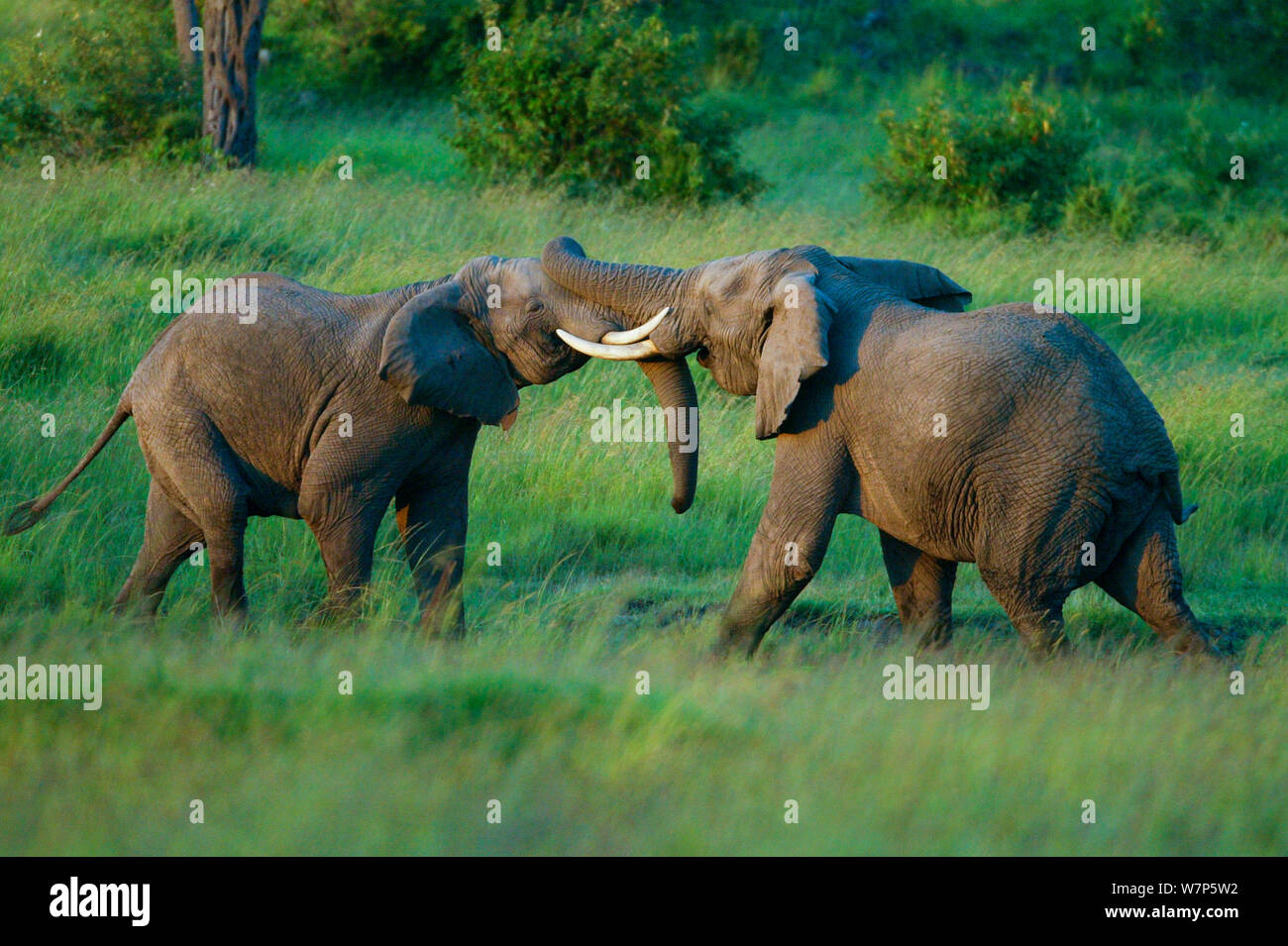 L'éléphant africain (Loxodonta africana), les mâles se battre. Masai-Mara Game Reserve, Kenya. Séquence 1 de 4. Banque D'Images