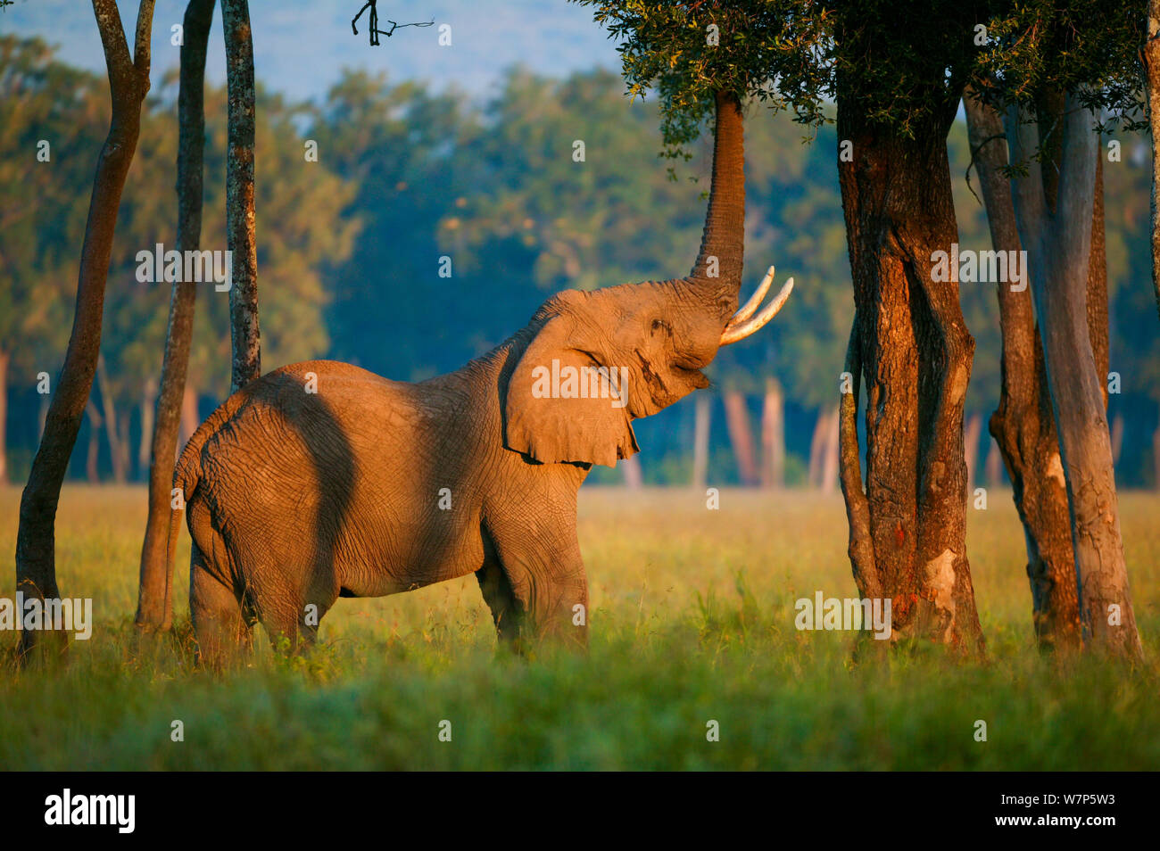 L'éléphant africain (Loxodonta africana), homme alimentation par arbre. Masai-Mara Game Reserve, Kenya. Banque D'Images
