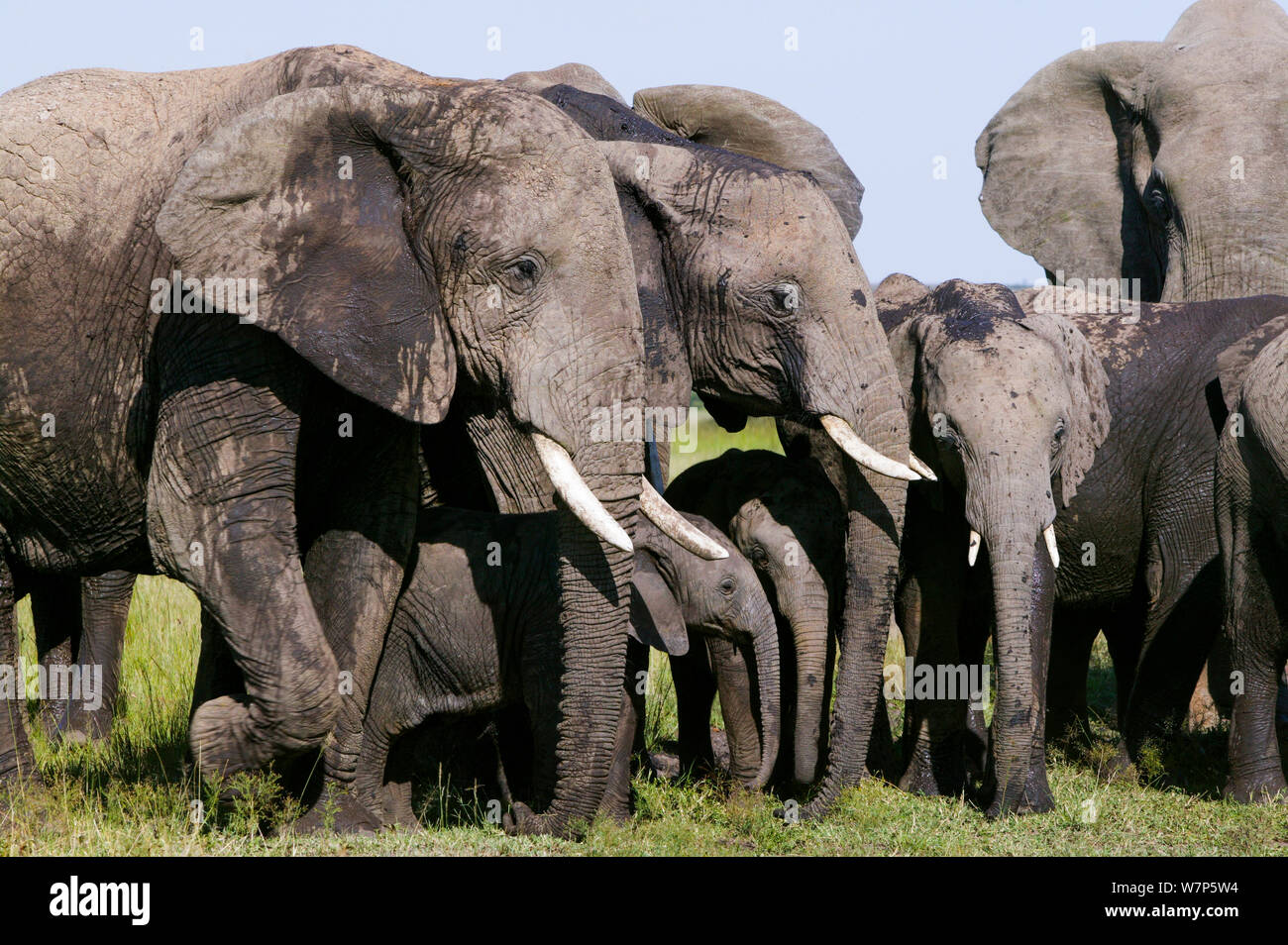 L'éléphant africain (Loxodonta africana), les femelles et les jeunes. Masai-Mara Game Reserve, Kenya. Banque D'Images
