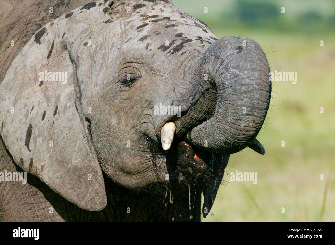 L'éléphant africain (Loxodonta africana), la consommation d'alcool. Masai-Mara Game Reserve, Kenya. Banque D'Images