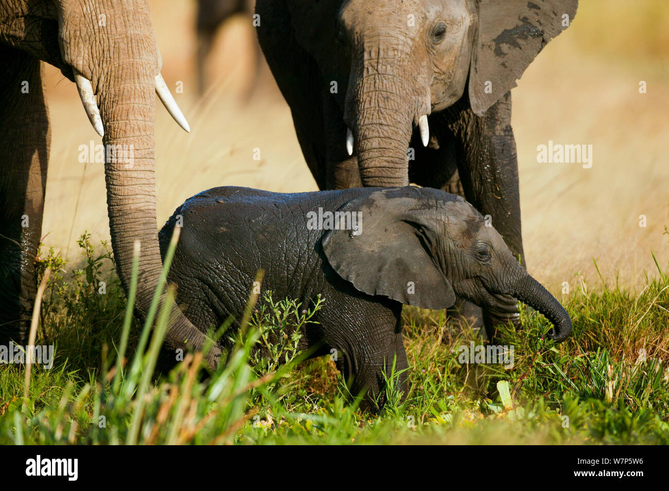 L'éléphant africain (Loxodonta africana), la mère et les jeunes. Masai-Mara Game Reserve, Kenya. Banque D'Images