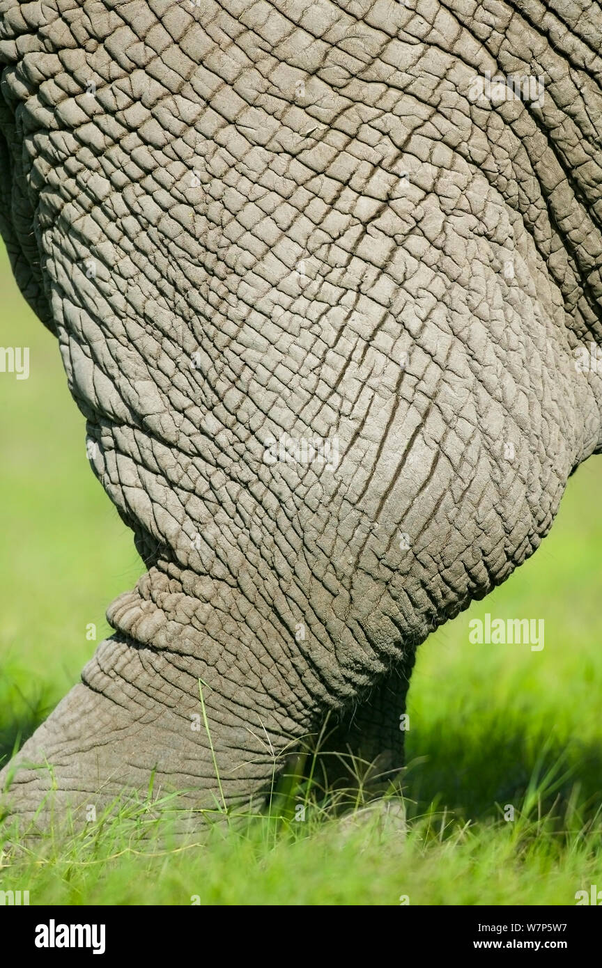 L'éléphant africain (Loxodonta africana), close-up de la peau de la peau d'une jambe. Masai-Mara Game Reserve, Kenya. Banque D'Images