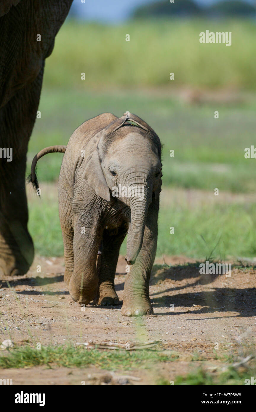 L'éléphant africain (Loxodonta africana) bébé suivie par sa mère. Masai-Mara Game Reserve, Kenya. Banque D'Images