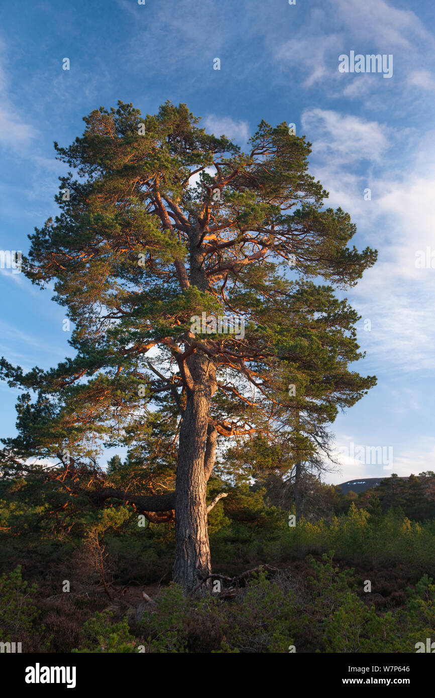 Caledonian tree / pin sylvestre pin (Pinus sylvestris) dans le Rothiemurchus forest, Parc National de Cairngorms, en Écosse, au Royaume-Uni Mars 2012 Banque D'Images