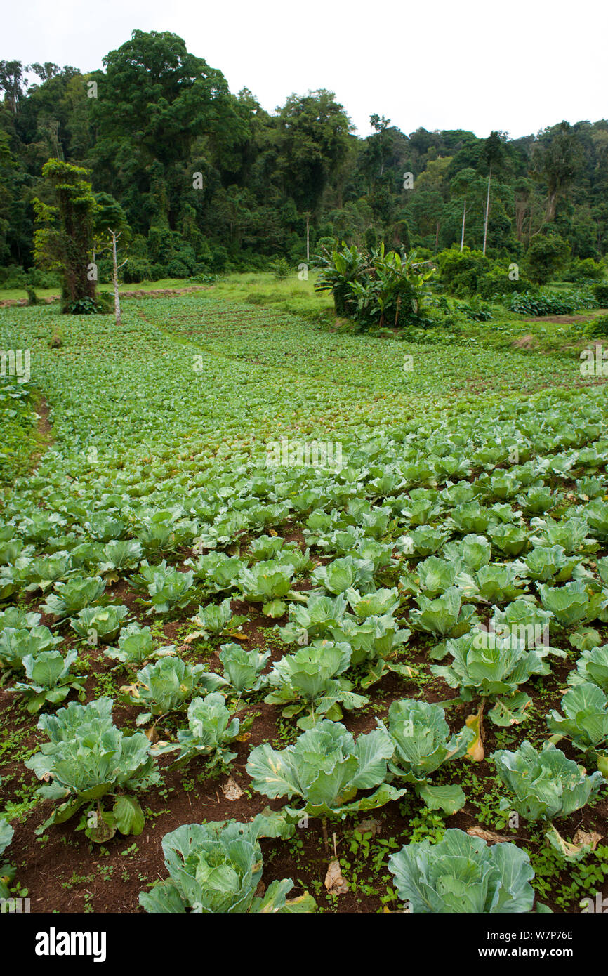 La déforestation pour l'agriculture avec l'élevage de chou sur le bord de l'Orto National Park, près de jardins botaniques de Bom Sucesso, Sao Tomé, République démocratique de Sao Tomé-et-Principe, Golfe de Guinée 2009 Banque D'Images