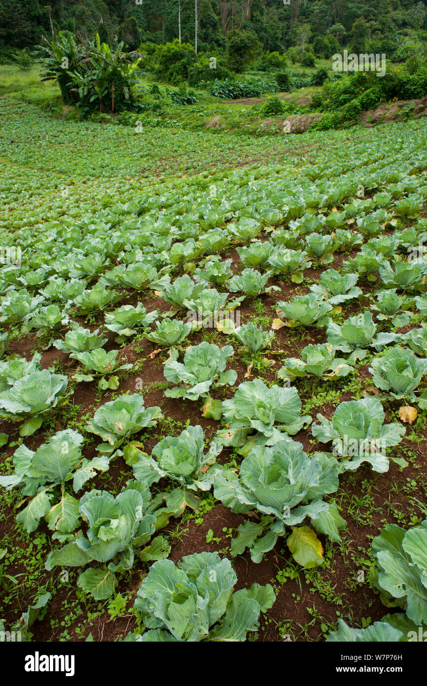 La déforestation pour l'agriculture, l'élevage de chou sur le bord du parc national Obo, près de jardins botaniques de Bom Sucesso, Sao Tomé, République démocratique de Sao Tomé-et-Principe, Golfe de Guinée 2009 Banque D'Images