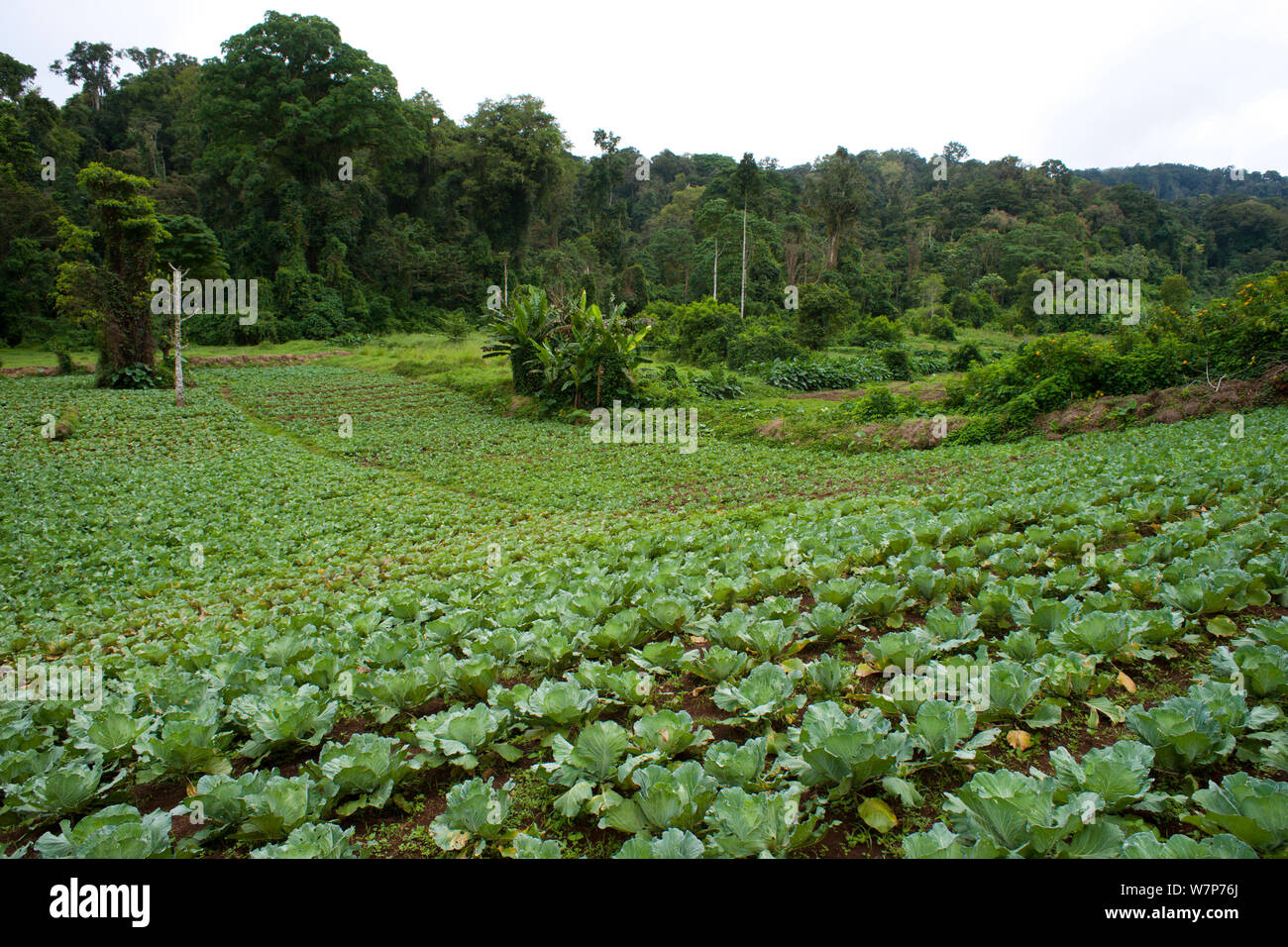 La déforestation pour l'agriculture, l'élevage de chou sur le bord du parc national Obo, près de jardins botaniques de Bom Sucesso, Sao Tomé, République démocratique de Sao Tomé-et-Principe, Golfe de Guinée 2009 Banque D'Images