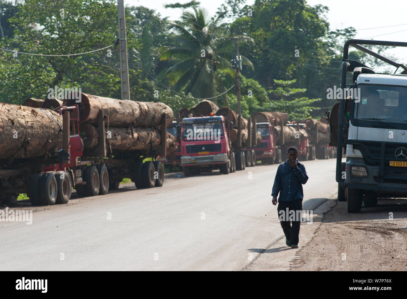 Bois de feuillus à grande échelle avec l'extraction de bois de feuillus des camions transportant de l'arrêter sur la route de près du Parc National de Lopé à Libreville, Gabon. 2009 Banque D'Images