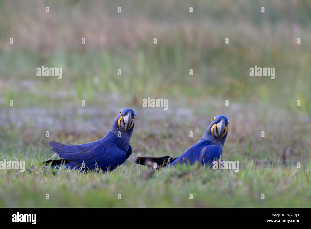 Anodorhynchus hyacinthinus Hyacinth macaws (deux) qui se nourrissent de leur favori les noix de palme dans l'herbe, Pantanal, au Brésil, en août. Banque D'Images