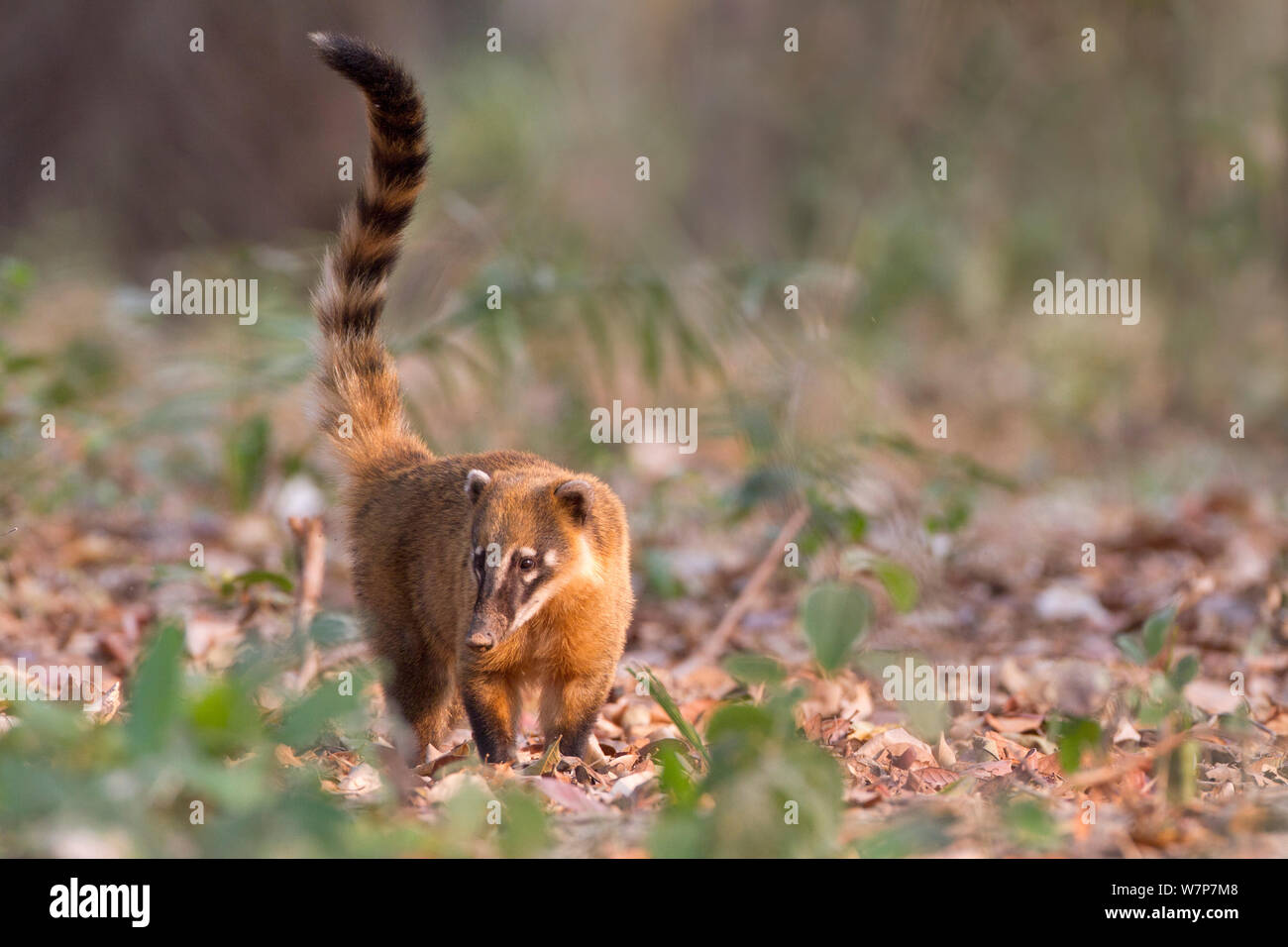 Coati (Nasua nasua sud) qui se nourrissent de la masse, Pantanal, Brésil Banque D'Images