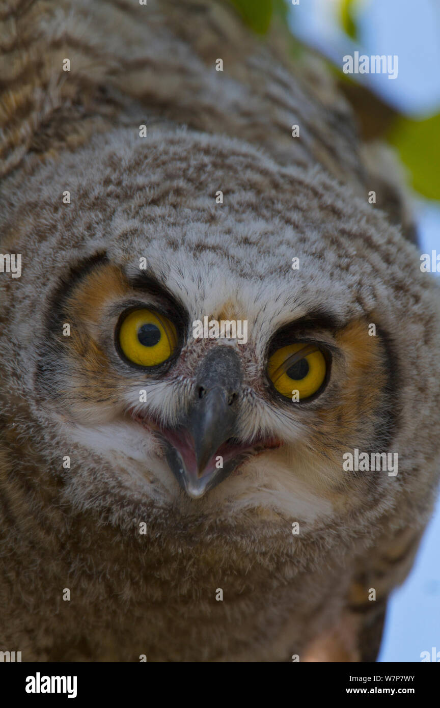 Owlet Grand-duc (Bubo virginianus) de l'envol. La Saskatchewan, Canada Banque D'Images