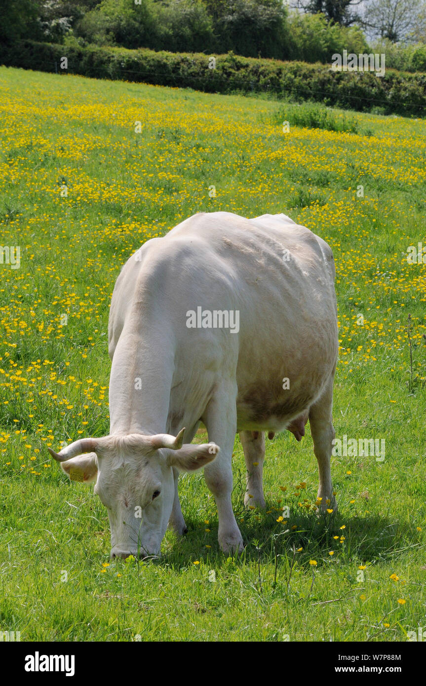 Cornes domestique vache (Bos taurus) Prairie de pâturage d'une colline tapissée de renoncules (Ranunculus acris), Somerset, Royaume-Uni, mai. Banque D'Images
