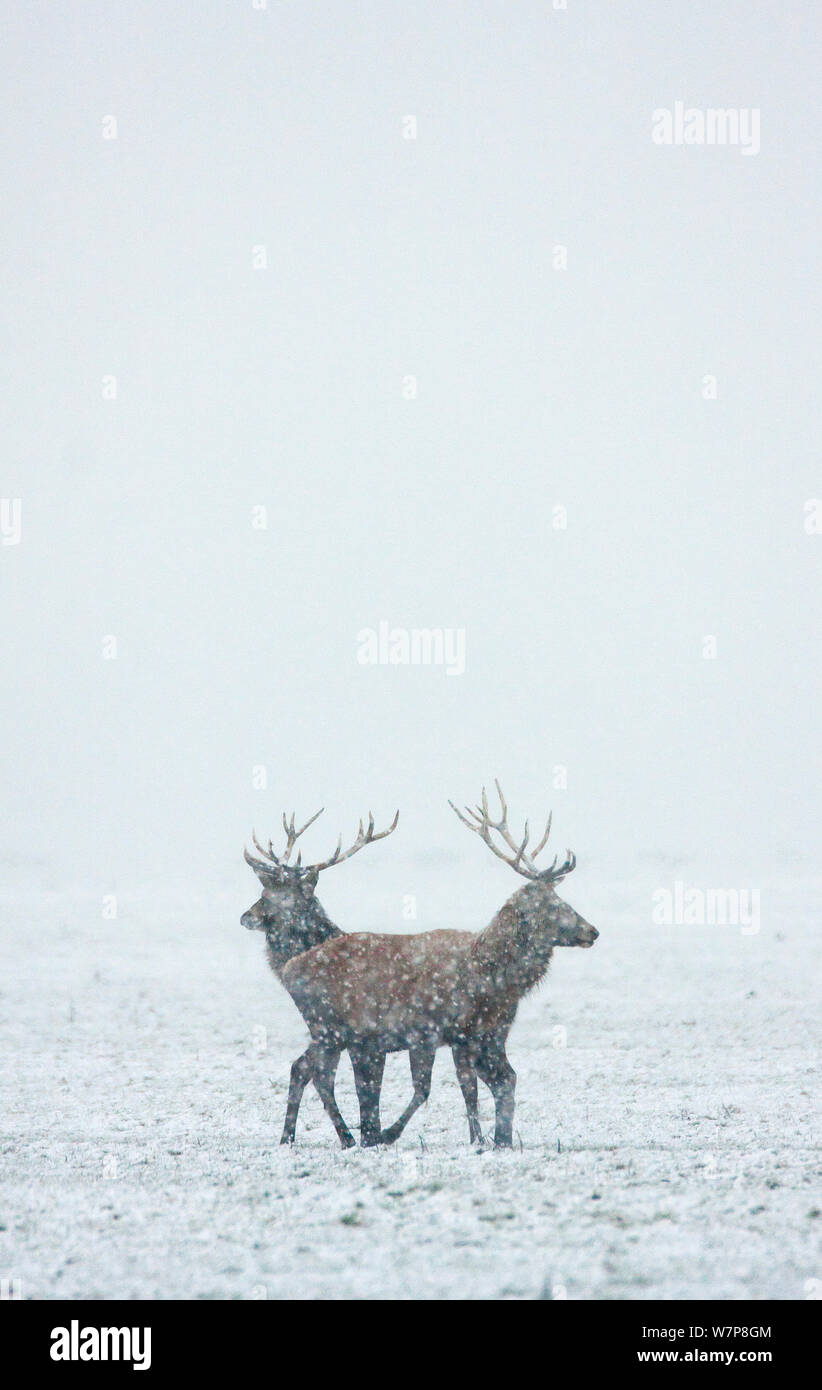 Red Deer (Cervus elaphus) dans la tempête de neige, l'Oostvaardersplassen, aux Pays-Bas. Banque D'Images