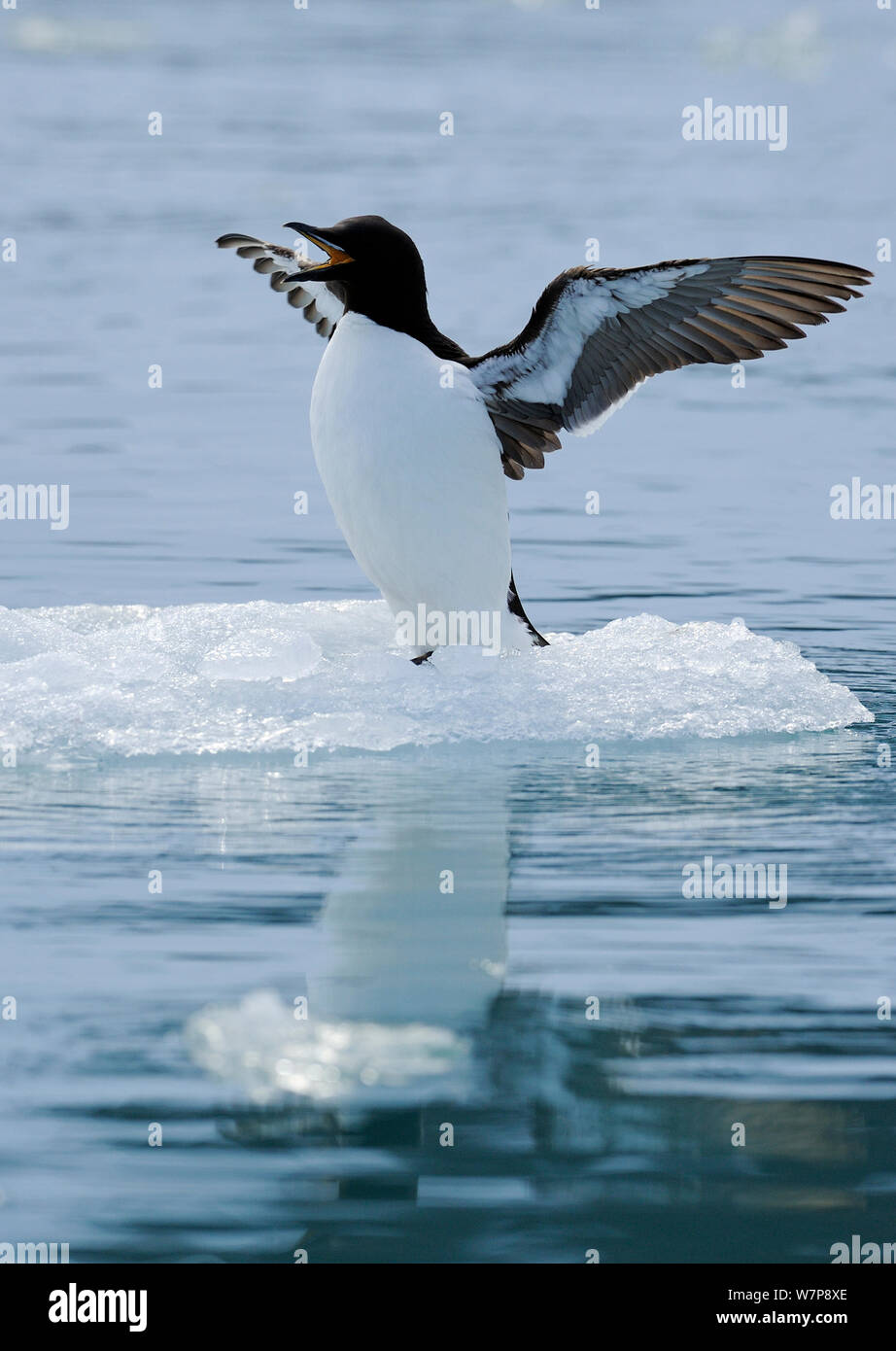 Guillemot de Brünnich (Uria lomvia) étend les ailes et appelant les petits floe, Svalbard, Norvège, Juillet Banque D'Images