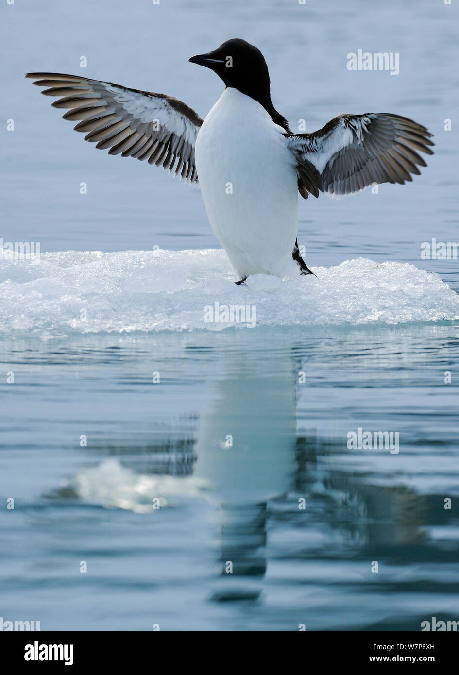 Guillemot de Brünnich (Uria lomvia) s'étendant sur de petites ailes de glace flottante, Svalbard, Norvège, Juillet Banque D'Images