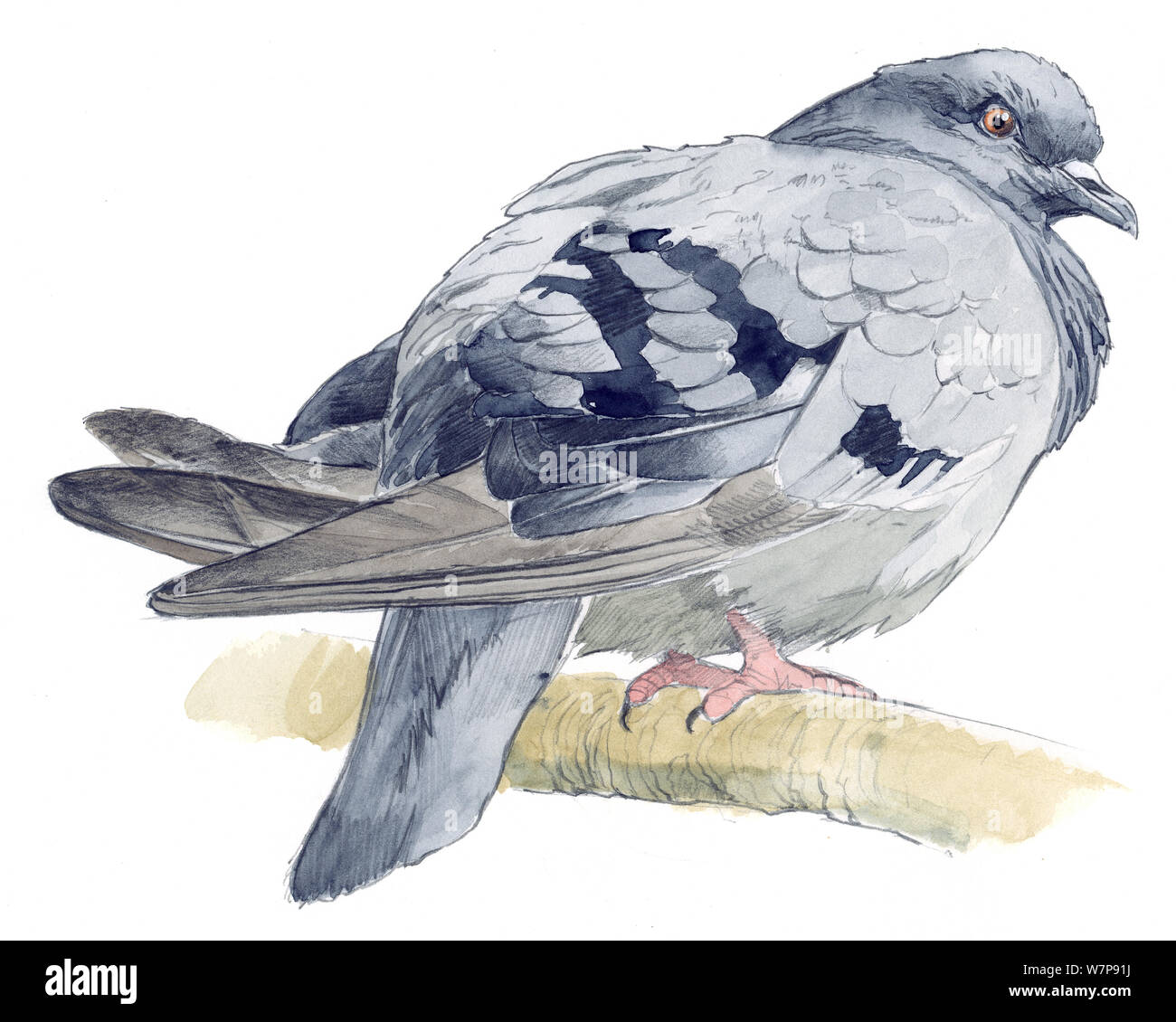Illustration du Pigeon biset (Columba livia). Crayon et aquarelle. Banque D'Images