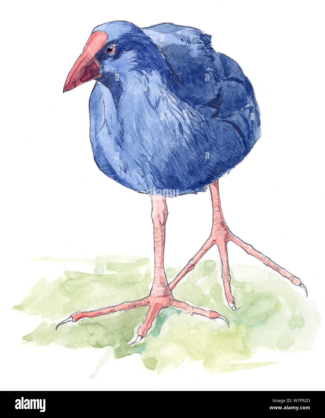 Illustration de Purple Gallinule Porphyrio porphyrio (). Crayon et aquarelle. Banque D'Images