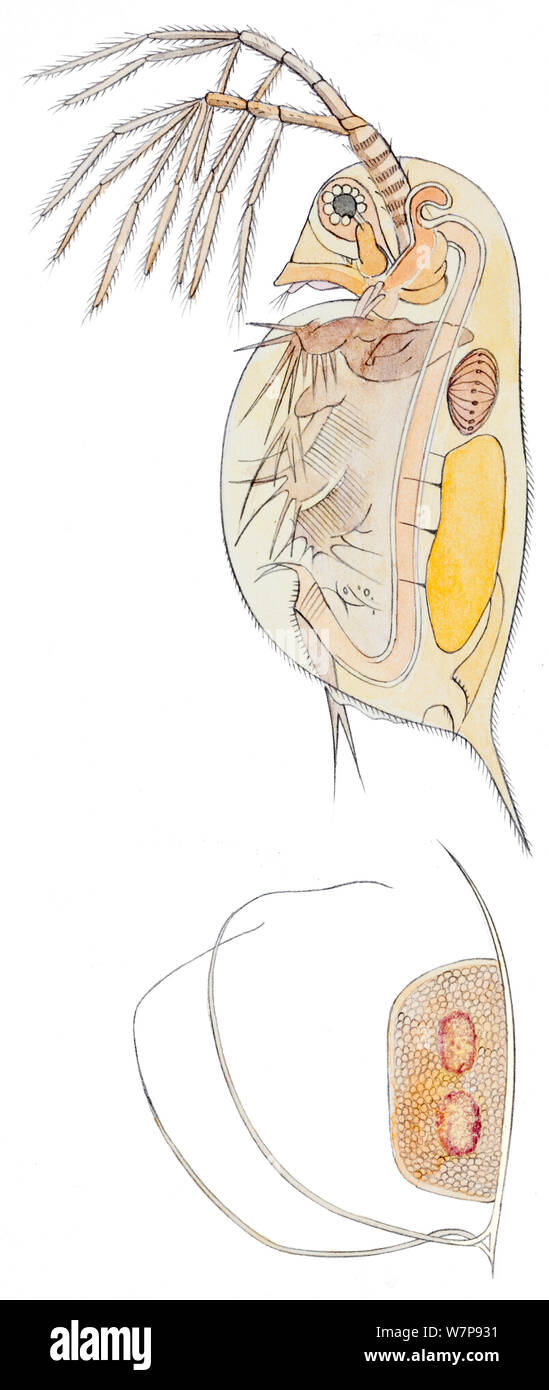 diagramme de daphnie