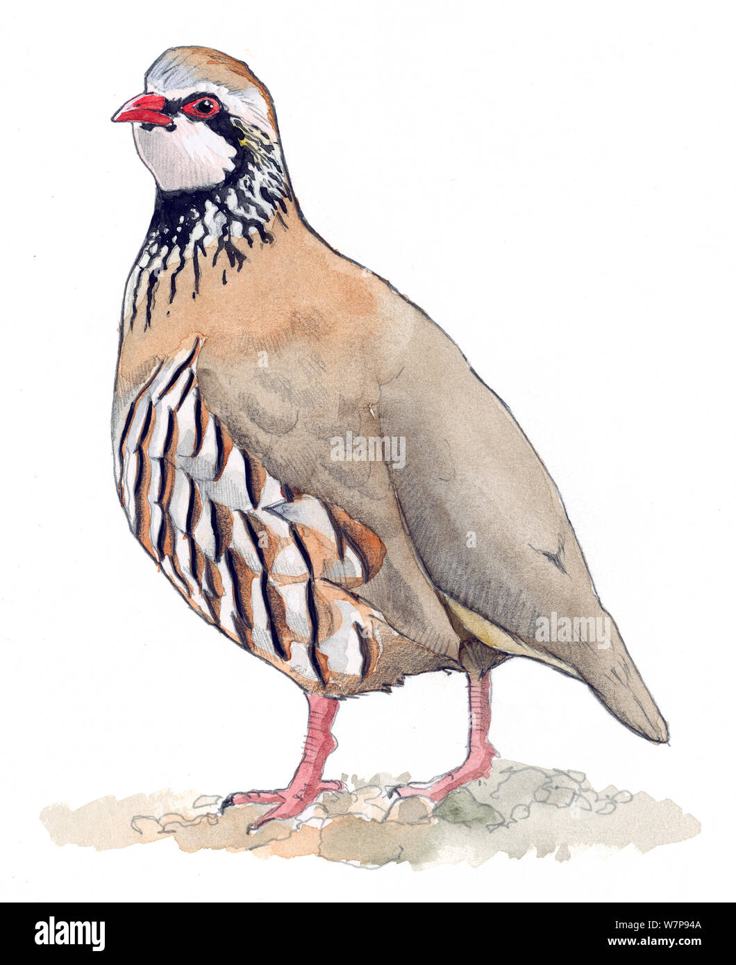 Illustration de Red-legged Partridge (Alectoris rufa). Crayon et aquarelle. Banque D'Images