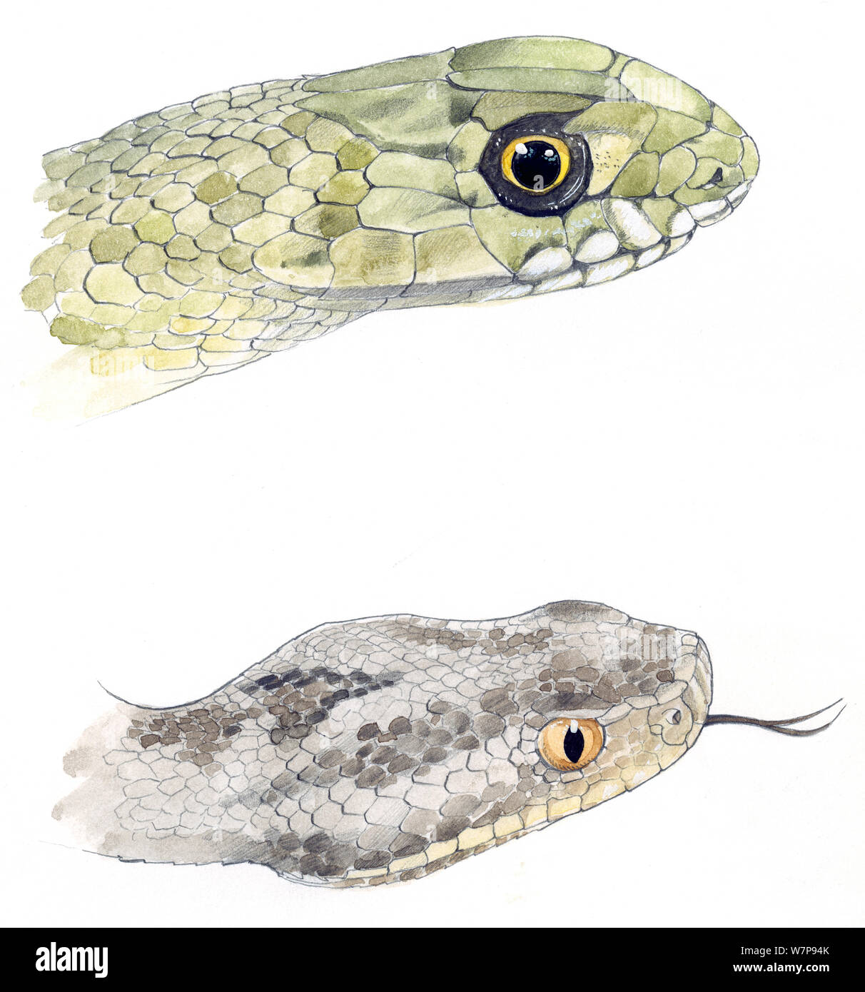 Tete De Serpent Dessin Realiste Aquarelle de serpent Banque de photographies et d'images à haute résolution  - Alamy