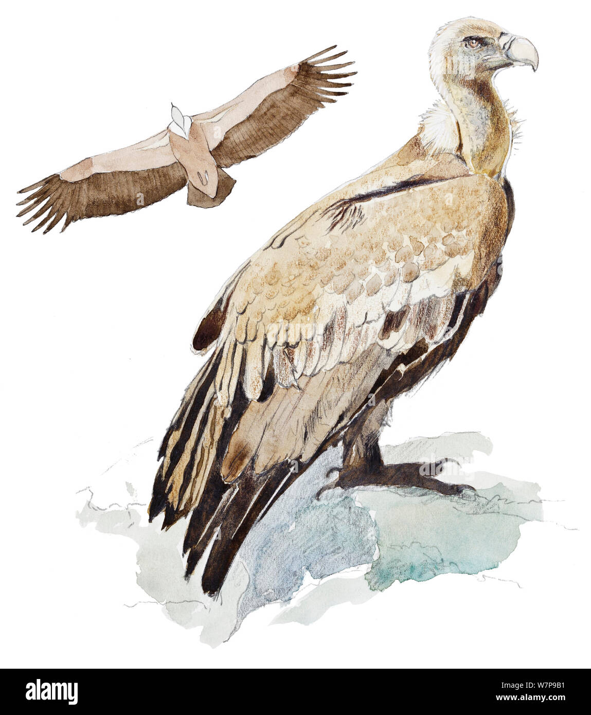 Illustration du vautour fauve (Gyps fulvus), portrait et voler. Crayon et aquarelle. Banque D'Images