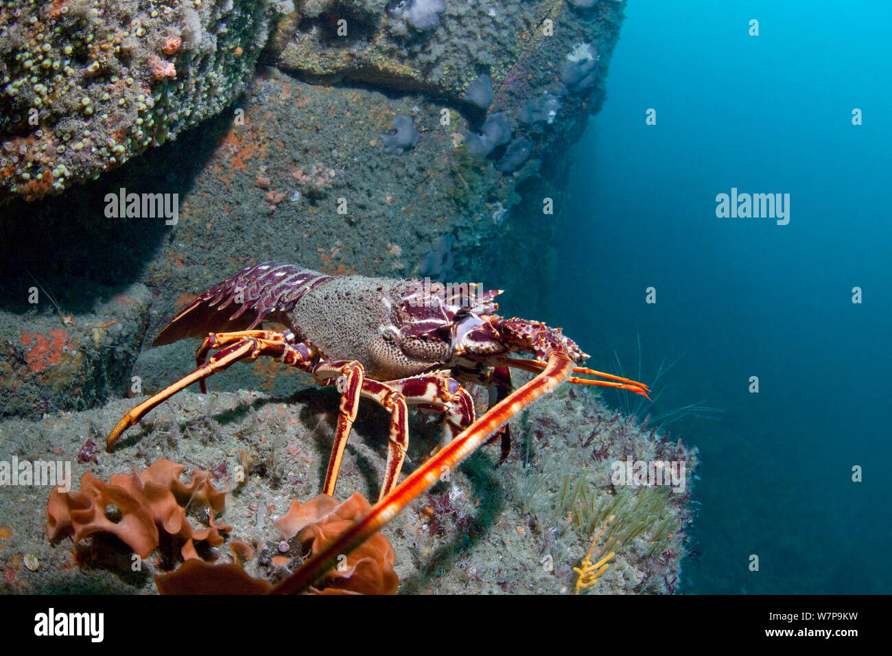 / La langouste la langouste (Palinurus elephas). L'ETAC, Sark, Îles Anglo-Normandes, août. Banque D'Images