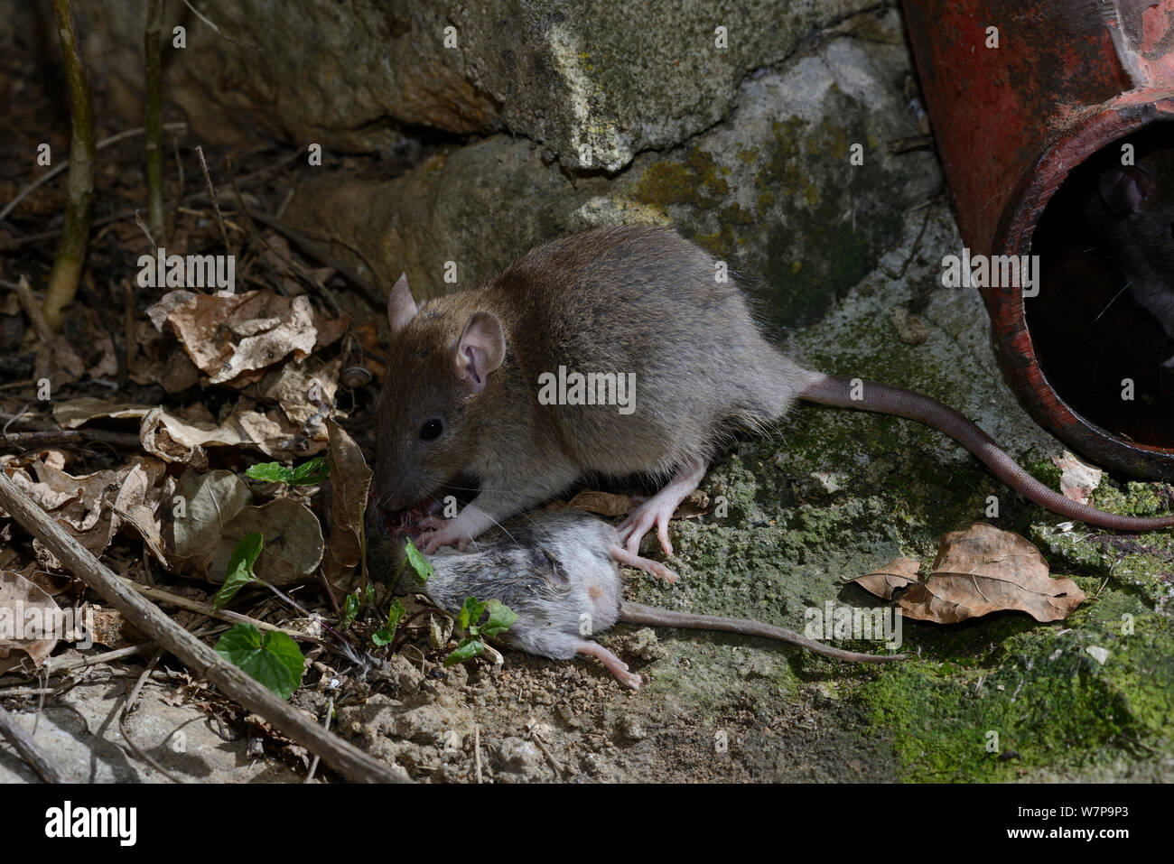 Rat surmulot (Rattus norvegicus) manger de la souris (Mus musculus) France, Captive Février Banque D'Images