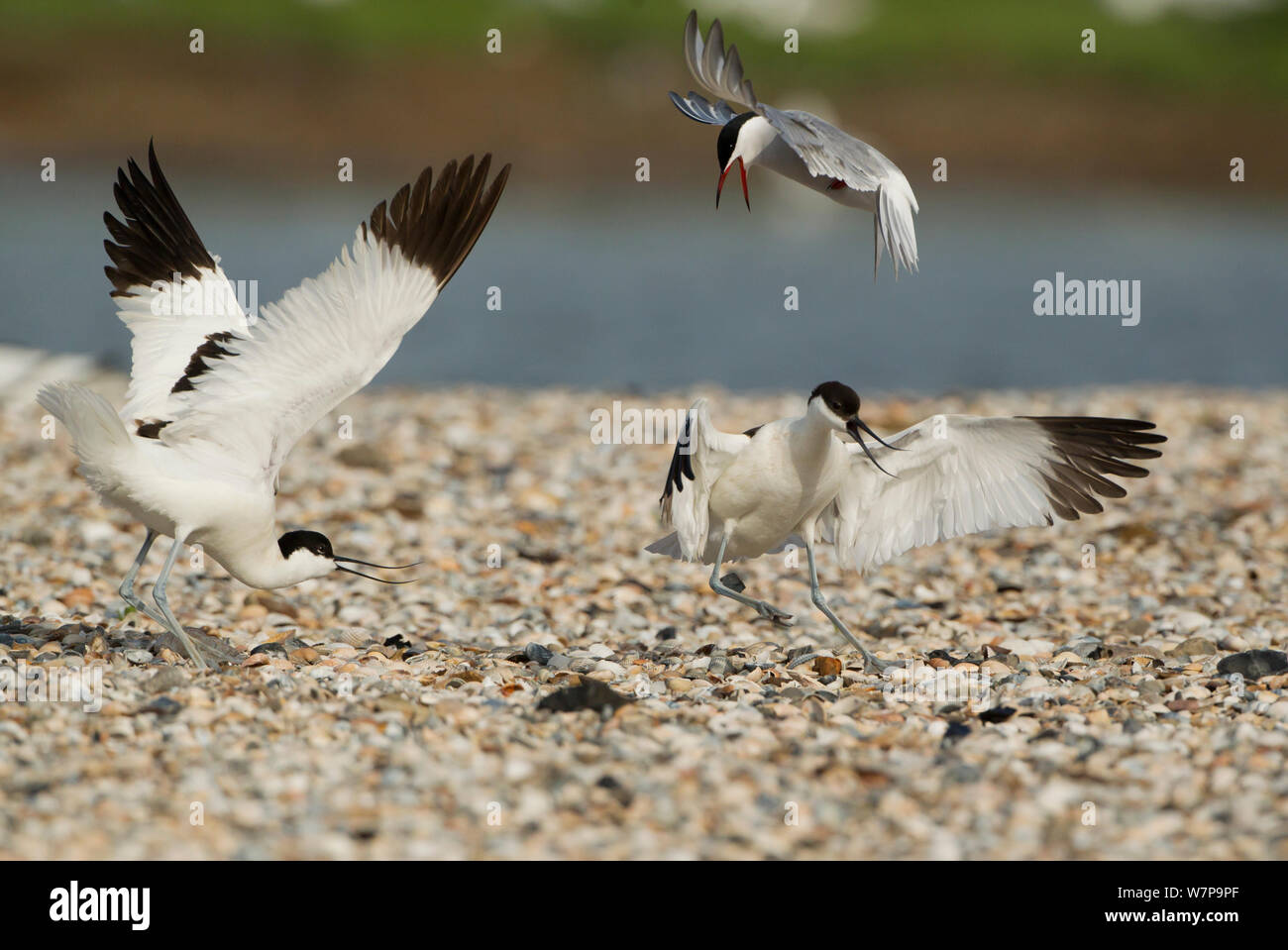 Avocettes (Recurvirostra avosetta) d'être assailli par la sterne pierregarin (Sterna hirundo) plus de nidification, Texel Holland peut Banque D'Images