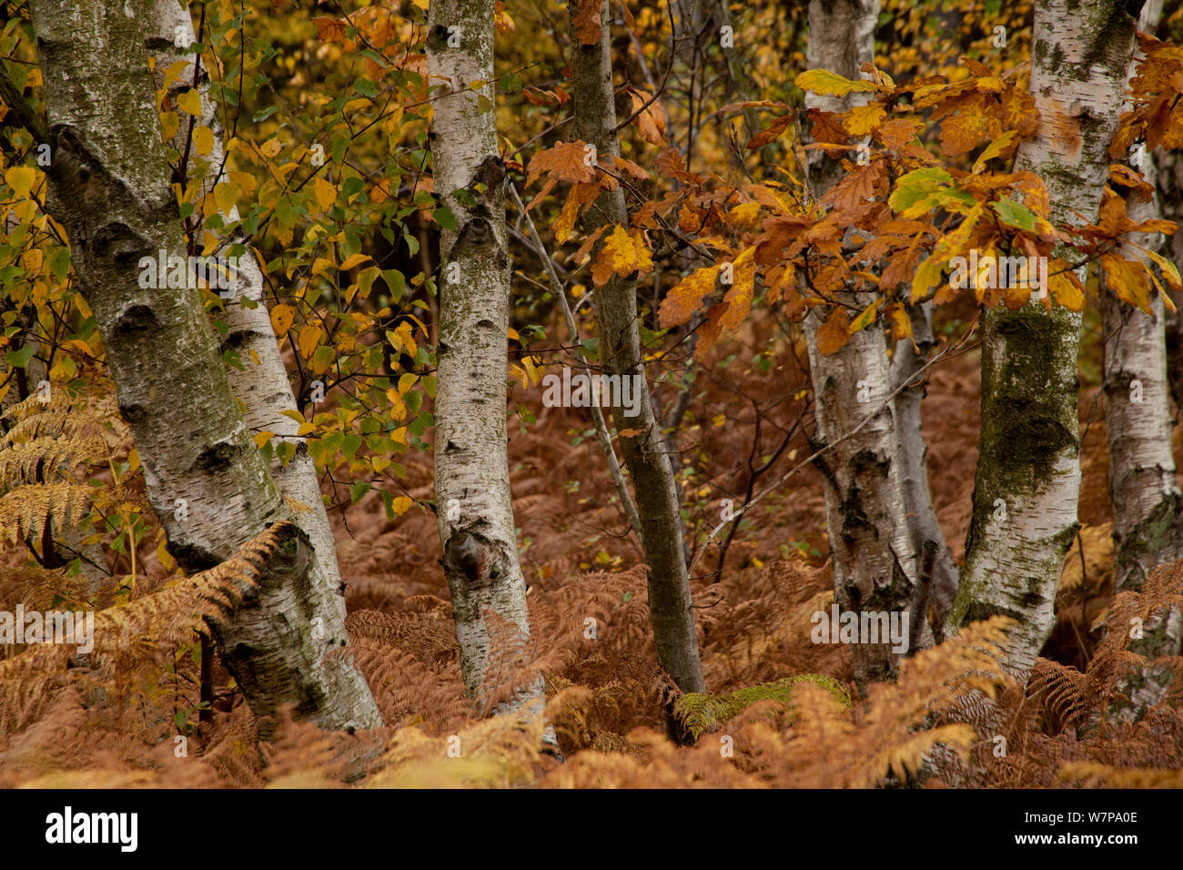 Arbres de bouleau verruqueux (Betula pendula) en couleurs de l'automne, Greno woods, Sheffield UK Banque D'Images