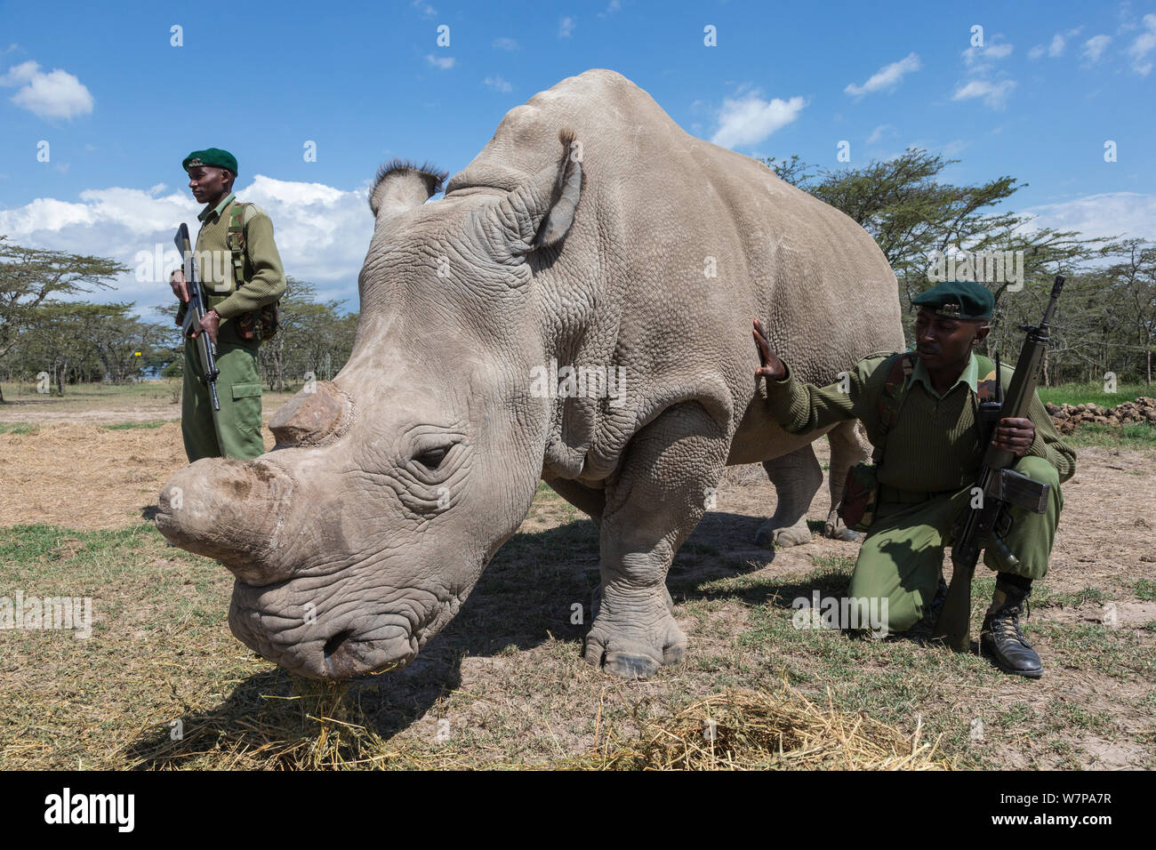 Le rhinocéros blanc du nord (Ceratotherium simum cottoni) féminin appelé Najin, surveillé par un garde armé, Ol Pejeta Conservancy, Laikipia, Kenya, Afrique, Septembre 2012 Banque D'Images