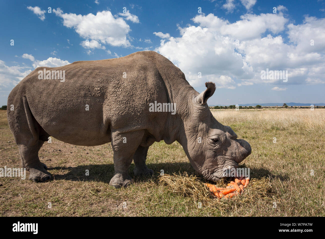 Le rhinocéros blanc du nord (Ceratotherium simum cottoni) mâle du dehorned appelé le Soudan, surveillé par un garde armé, Ol Pejeta Conservancy, Laikipia, Kenya, Afrique, Septembre 2012 Banque D'Images
