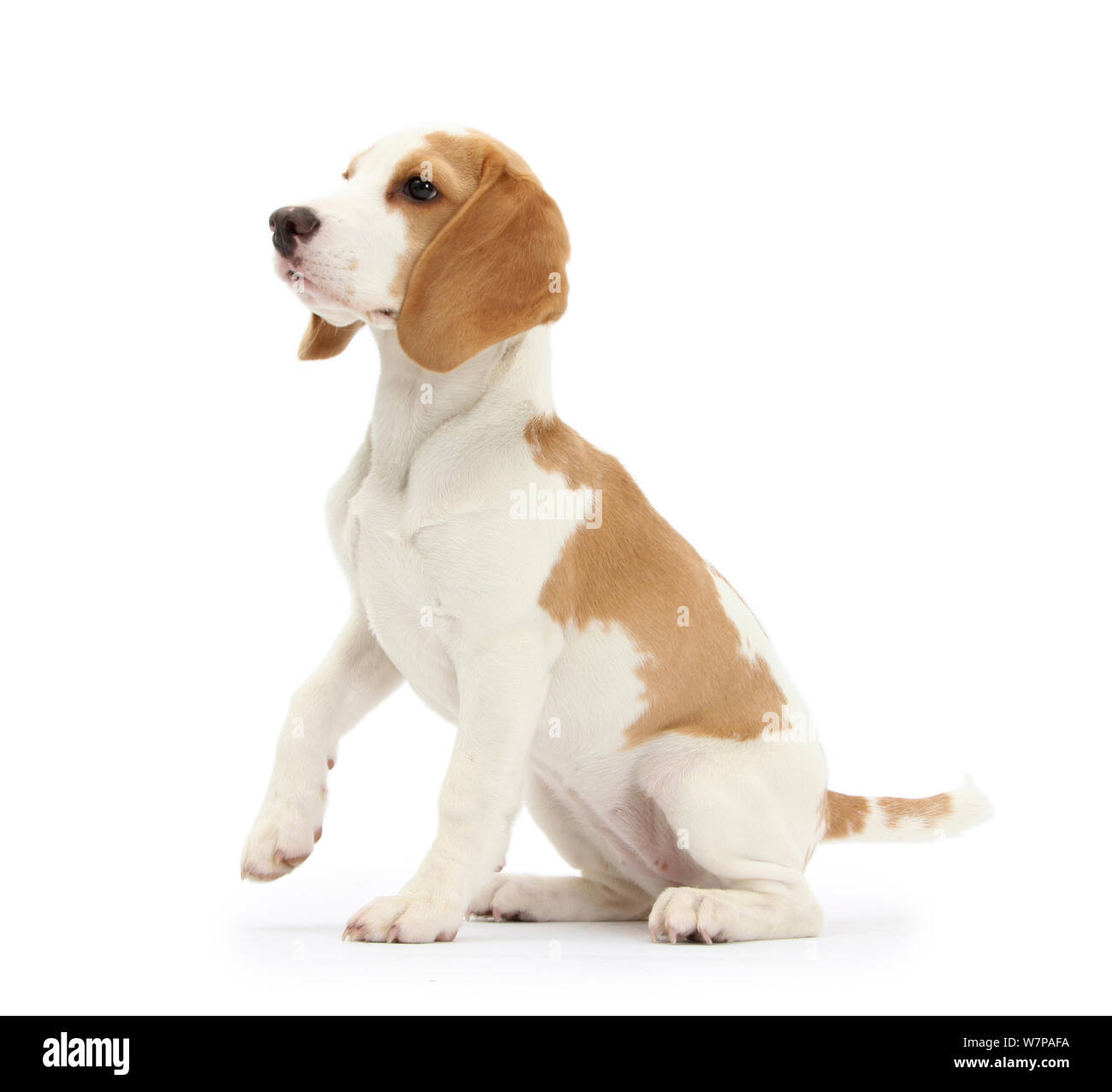 Orange et blanc, assis chiot Beagle portrait Photo Stock - Alamy