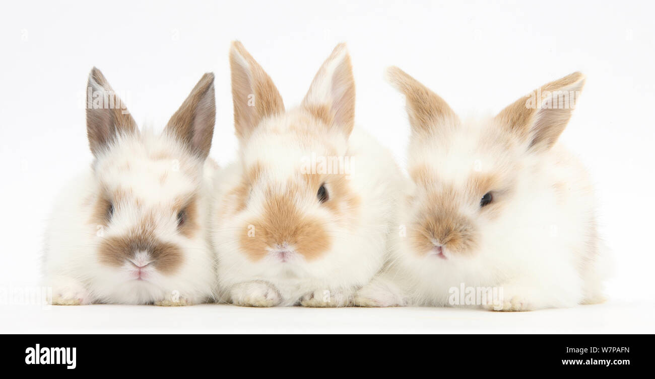 Mignon bébé trois lapins dans une rangée Banque D'Images