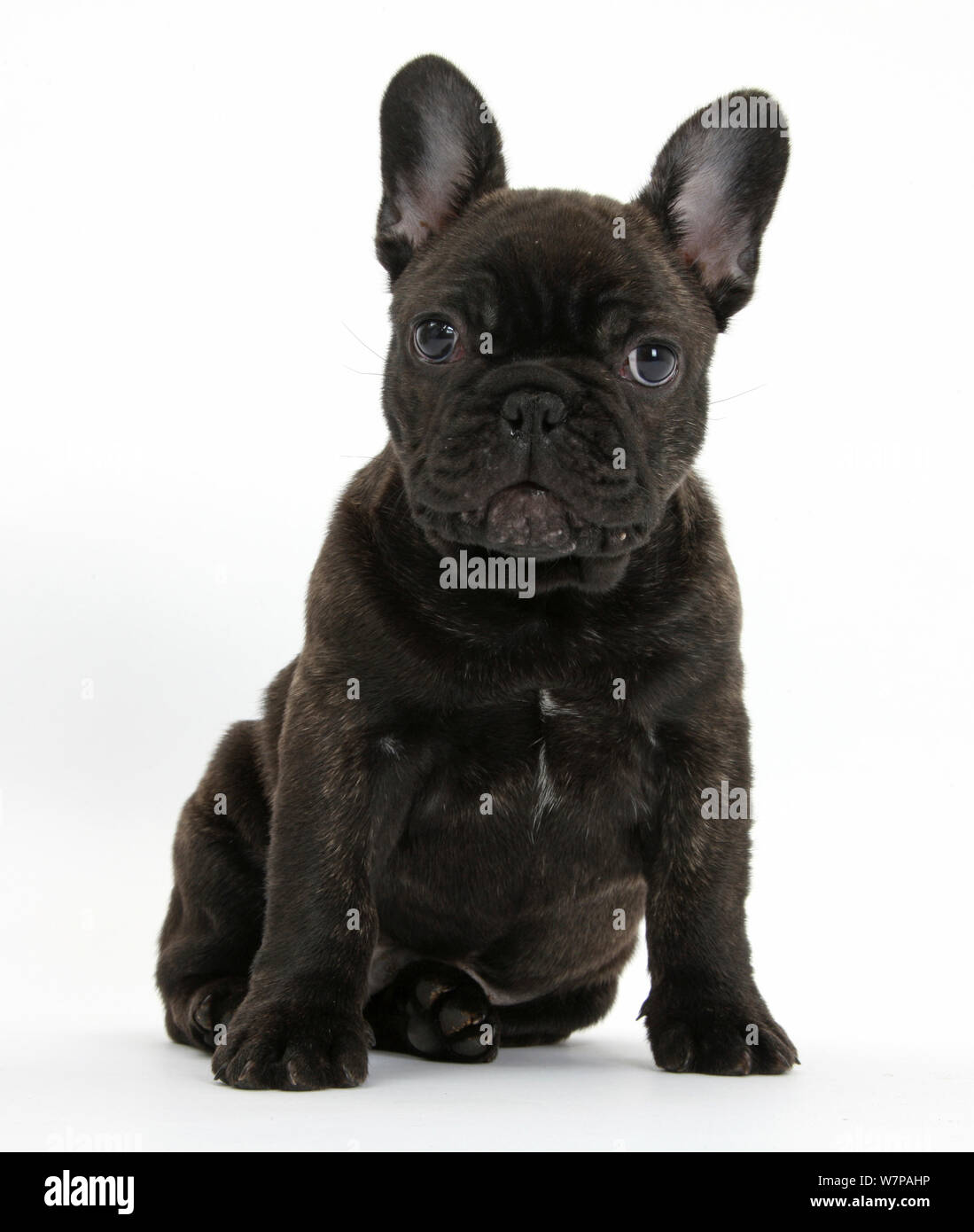 Bouledogue Francais Bringe Banque D Image Et Photos Alamy Bouledogue Francais Bringe Banque D Image Et Photos Alamy