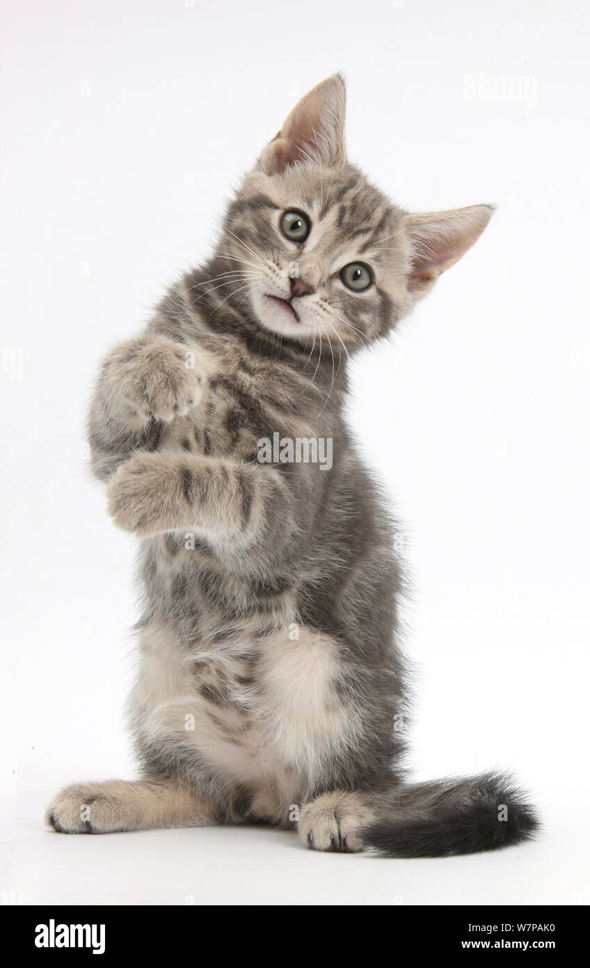 Tabby kitten, Max, 9 semaines, debout avec les pieds. Banque D'Images