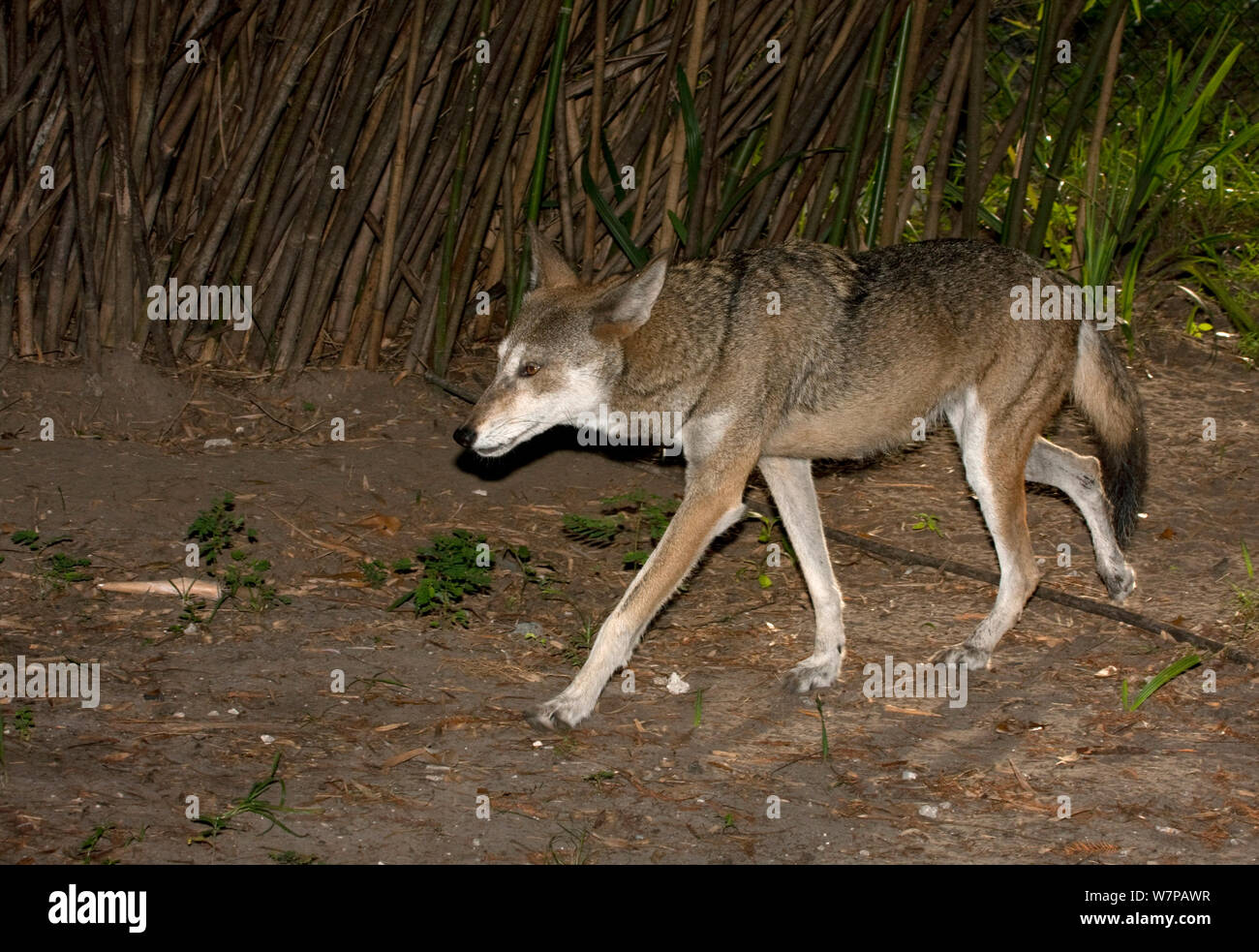 Red Wolf (Canis lupus rufus) Profil de marche, captive Banque D'Images