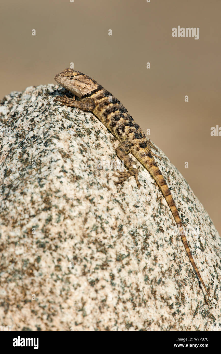 Lézard épineux à dos jaune (Sceloparus uniformis / magister) est perché sur un rocher le long de la route des falaises de craie, Bishop, California United States Banque D'Images