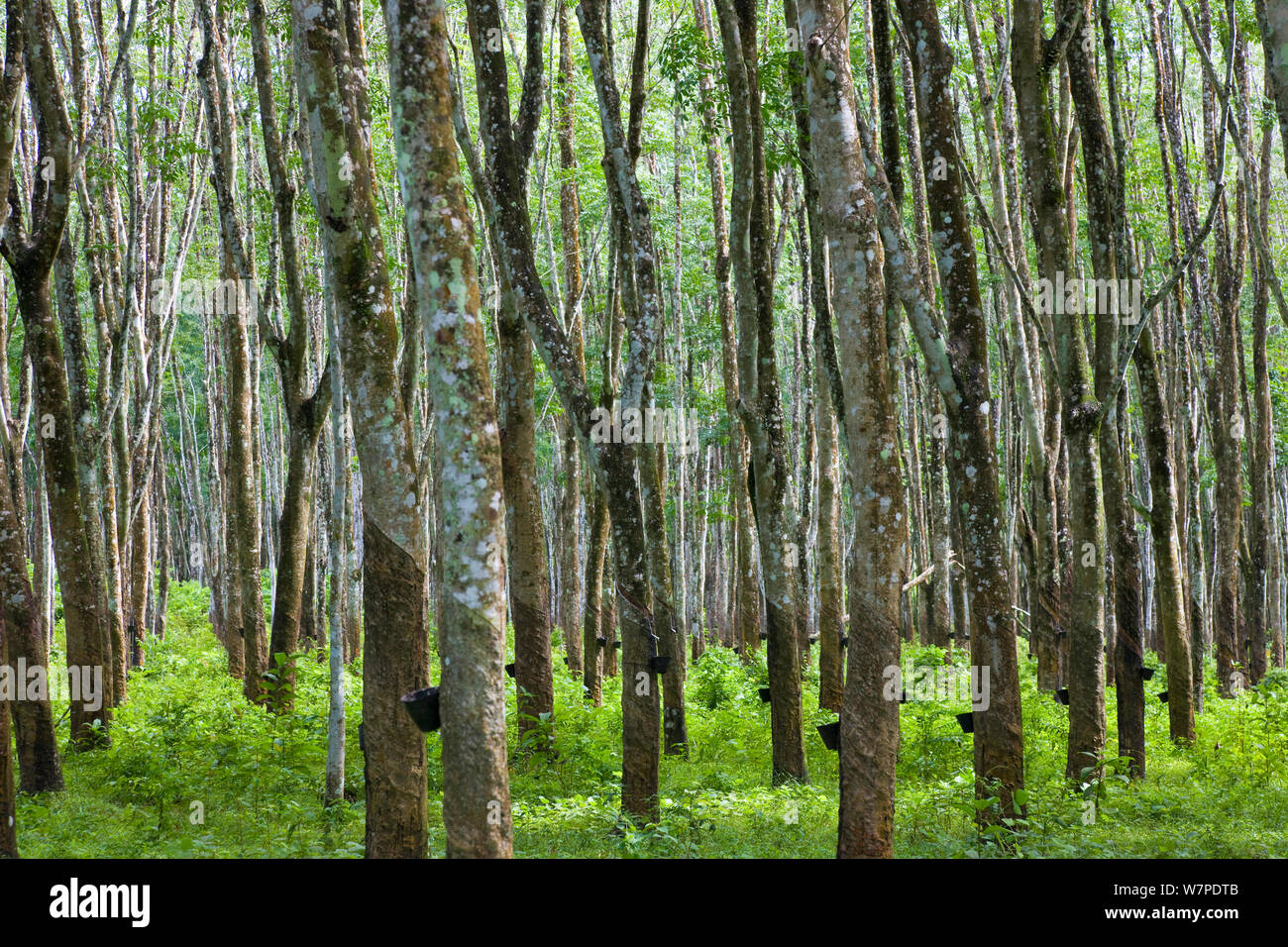 Plantation d'hévéa dans Pulau Langkawi, l'île de Langkawi, Malaisie 2008 Banque D'Images