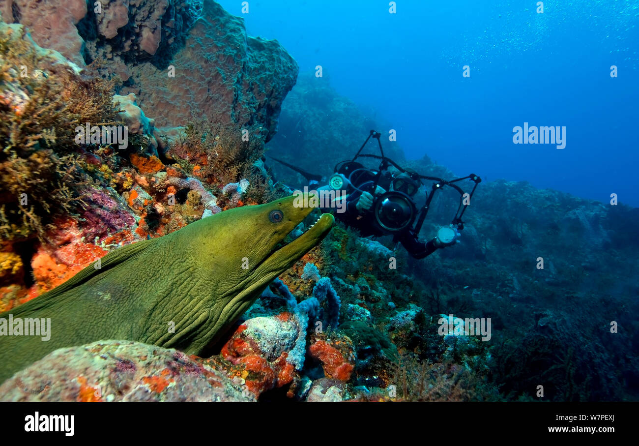 Murène verte (Gymnothorax vicinus) un prédateur nocturne, de l'anguille avec photographe sous-marin, Tobago. Caraïbes, février 2008 Banque D'Images