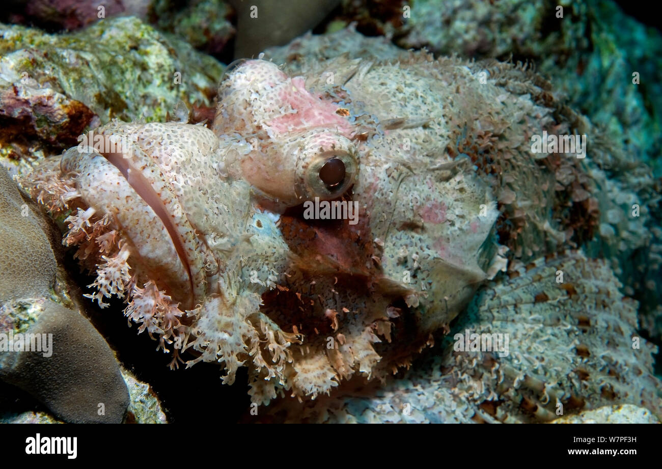 (Scorpaenopsis oxycephalus poisson scorpion Flathead) Mer Rouge. Banque D'Images