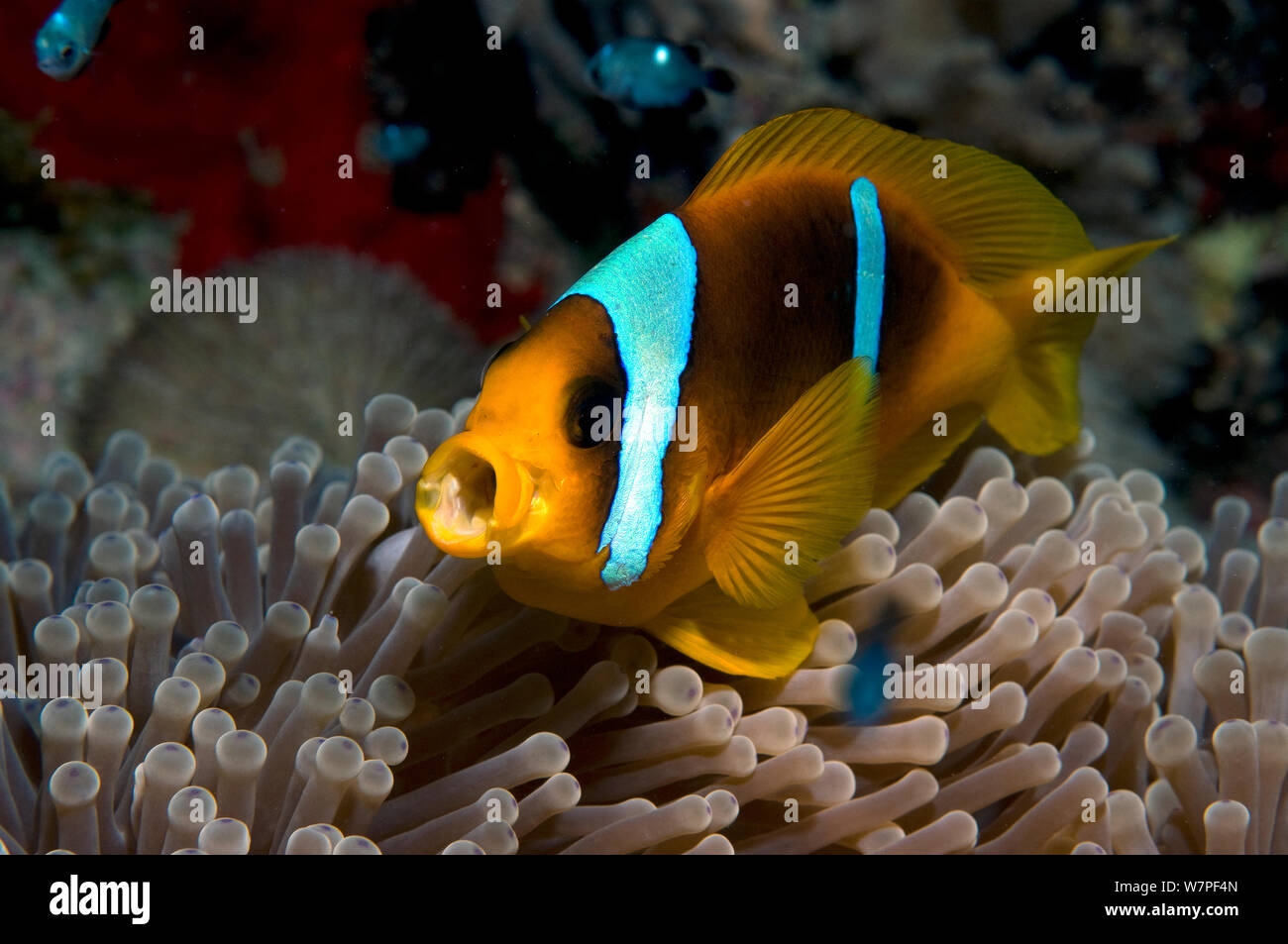 Mer Rouge poisson clown (Amphiprion bicinctus) sur l'anémone de mer, endémique de la Mer Rouge. Banque D'Images